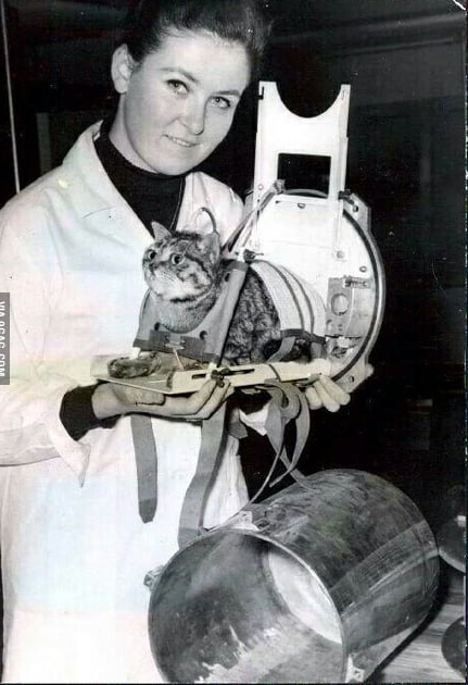 Ly kỳ chuyện chú mèo đầu tiên và duy nhất bay vào không gian - Hình 11 Ly ky chuyen chu meo dau tien va duy nhat bay vao khong gian-Hinh-11