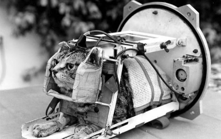 Ly kỳ chuyện chú mèo đầu tiên và duy nhất bay vào không gian - Hình 12 Ly ky chuyen chu meo dau tien va duy nhat bay vao khong gian-Hinh-12