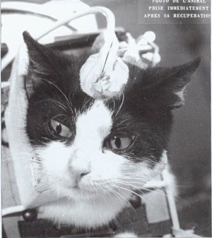 Ly kỳ chuyện chú mèo đầu tiên và duy nhất bay vào không gian - Hình 8 Ly ky chuyen chu meo dau tien va duy nhat bay vao khong gian-Hinh-8