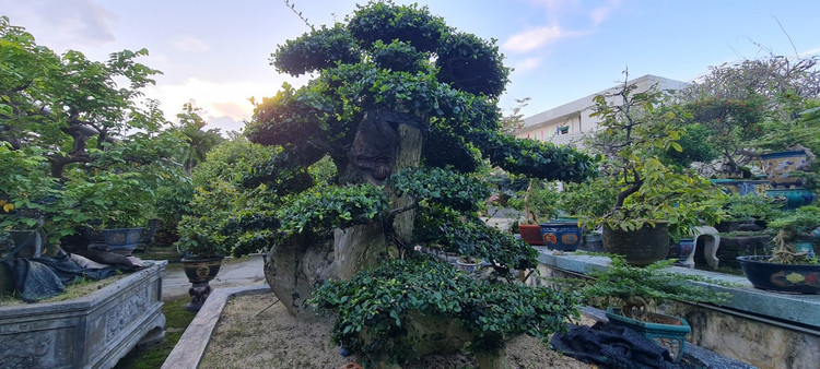 Can canh loat bonsai “phong thuy” duoc nhieu dai gia san lung-Hinh-8