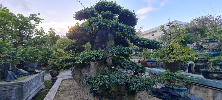 Can canh loat bonsai “phong thuy” duoc nhieu dai gia san lung-Hinh-8