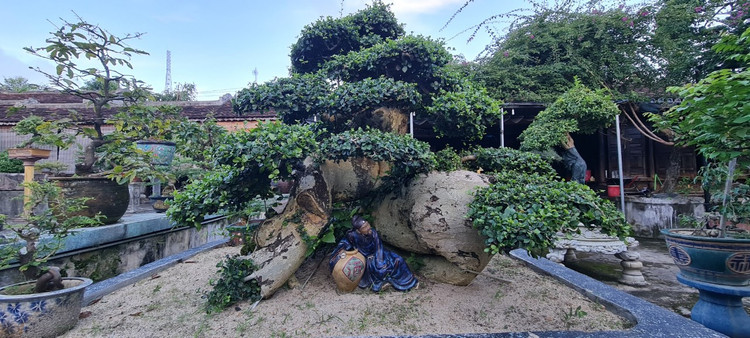 Can canh loat bonsai “phong thuy” duoc nhieu dai gia san lung-Hinh-7