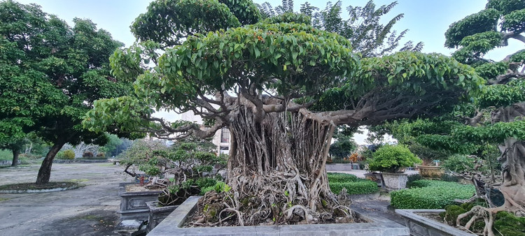 Can canh loat bonsai “phong thuy” duoc nhieu dai gia san lung-Hinh-2