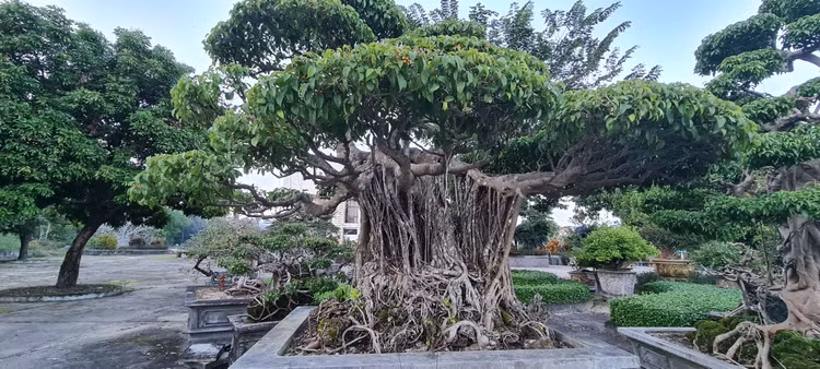 Can canh loat bonsai “phong thuy” duoc nhieu dai gia san lung-Hinh-2