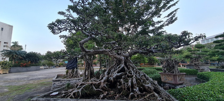 Can canh loat bonsai “phong thuy” duoc nhieu dai gia san lung-Hinh-6