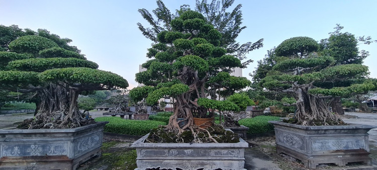 Can canh loat bonsai “phong thuy” duoc nhieu dai gia san lung