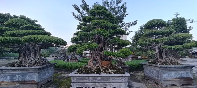 Can canh loat bonsai “phong thuy” duoc nhieu dai gia san lung
