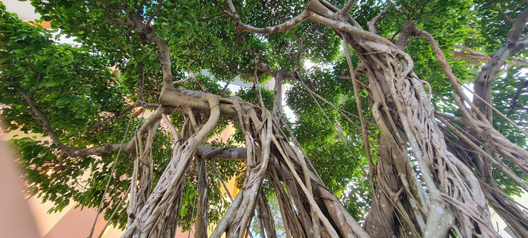 Can canh loat bonsai “phong thuy” duoc nhieu dai gia san lung-Hinh-3