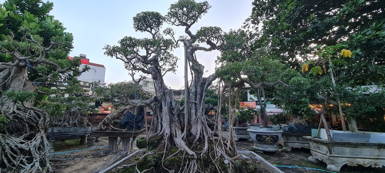 Can canh loat bonsai “phong thuy” duoc nhieu dai gia san lung-Hinh-5
