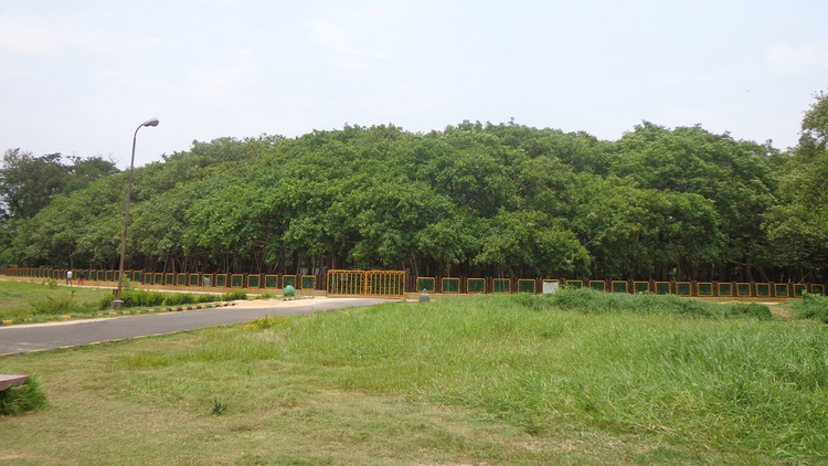 Sung so cay da khong lo nhat the gioi, tan rong bang ca khu rung-Hinh-4