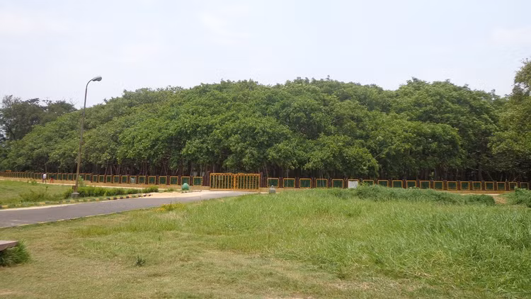 Sung so cay da khong lo nhat the gioi, tan rong bang ca khu rung-Hinh-4