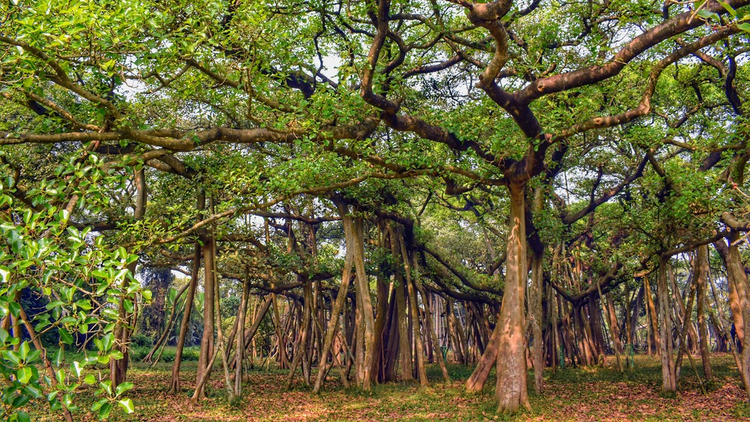 Sung so cay da khong lo nhat the gioi, tan rong bang ca khu rung