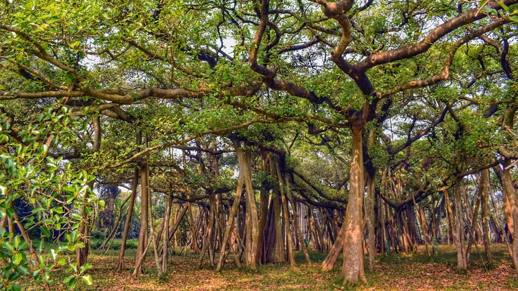Sung so cay da khong lo nhat the gioi, tan rong bang ca khu rung