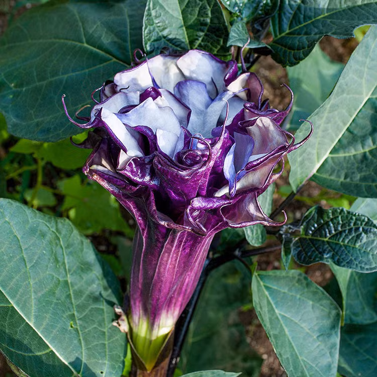 8 loai cay canh chua chat doc chet nguoi, Viet Nam co du-Hinh-4