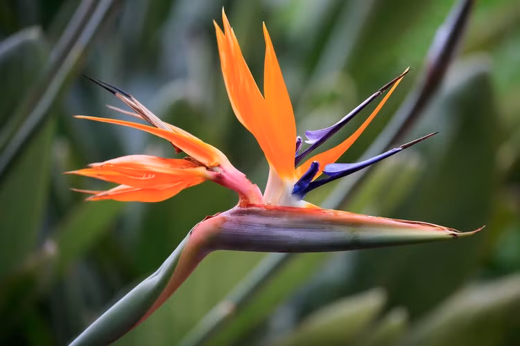 8 loai cay canh chua chat doc chet nguoi, Viet Nam co du-Hinh-6