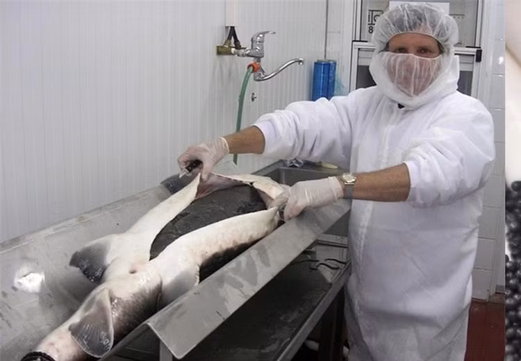 Cau ca tren thuyen kayak, bat ngo dung trung 'quai ngu' khung-Hinh-10