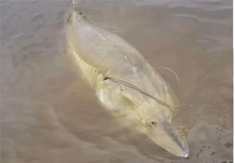 Cau ca tren thuyen kayak, bat ngo dung trung 'quai ngu' khung-Hinh-6