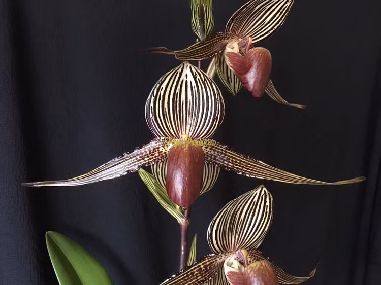 Chiem nguong loai hoa quy hiem bac nhat, 15 nam moi no mot lan-Hinh-2