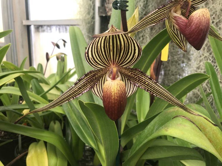 Chiem nguong loai hoa quy hiem bac nhat, 15 nam moi no mot lan-Hinh-8