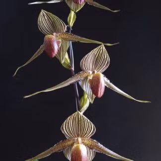 Chiem nguong loai hoa quy hiem bac nhat, 15 nam moi no mot lan-Hinh-5