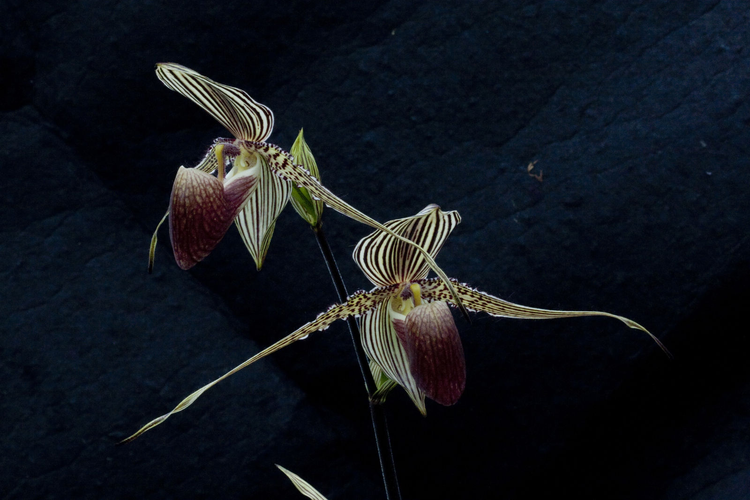 Chiem nguong loai hoa quy hiem bac nhat, 15 nam moi no mot lan-Hinh-6