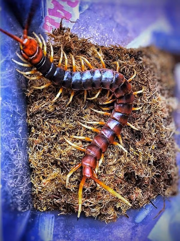 Loai ret to lon du ton nhat hanh tinh, co the an ca chuot-Hinh-5