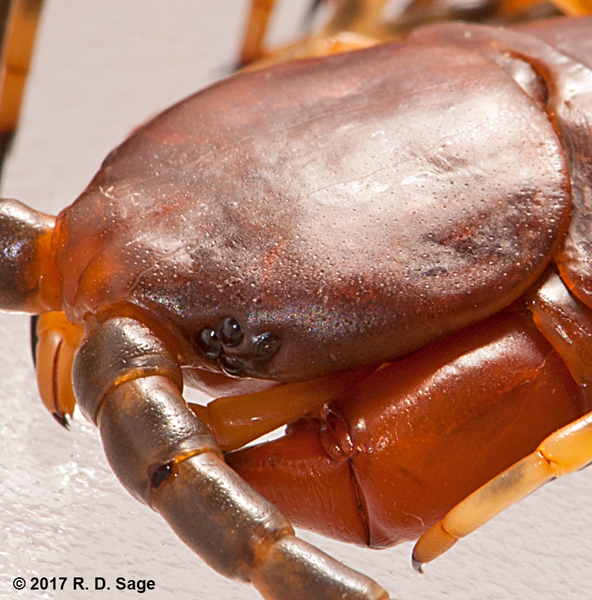 Loai ret to lon du ton nhat hanh tinh, co the an ca chuot-Hinh-11