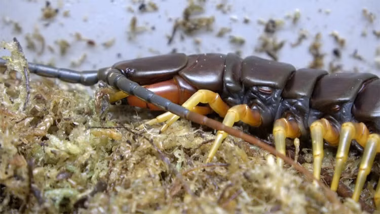 Loai ret to lon du ton nhat hanh tinh, co the an ca chuot-Hinh-8