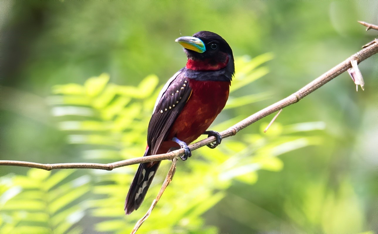 Giat minh cach nghien thuc an ky la cua loai chim khong rang-Hinh-2