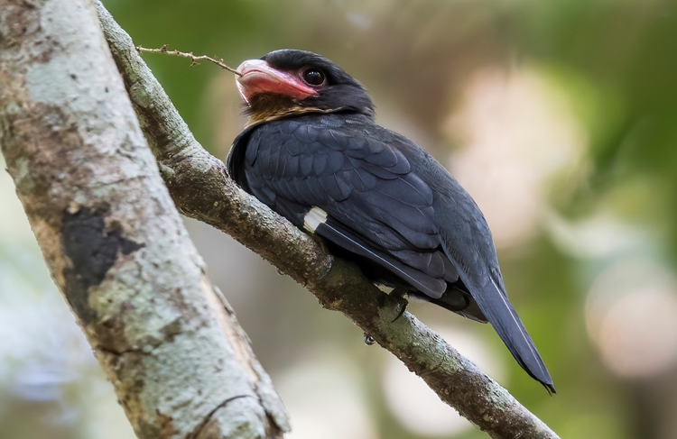 Giat minh cach nghien thuc an ky la cua loai chim khong rang-Hinh-3