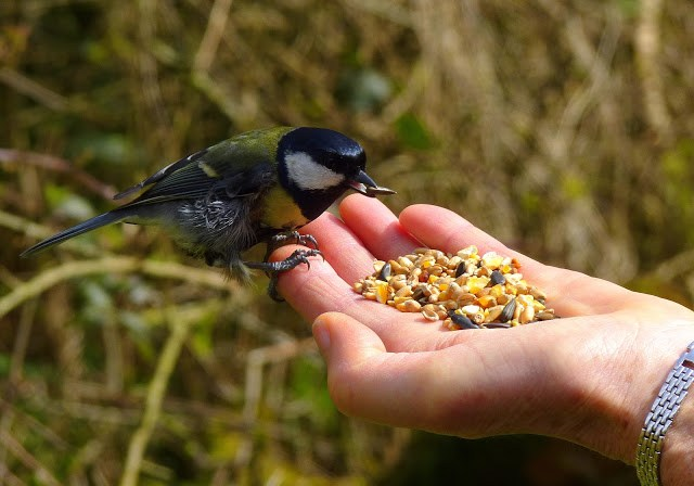 Giat minh cach nghien thuc an ky la cua loai chim khong rang-Hinh-6