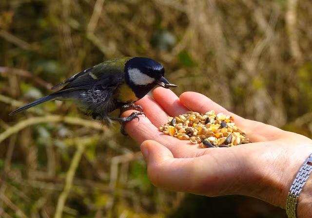 Giat minh cach nghien thuc an ky la cua loai chim khong rang-Hinh-6