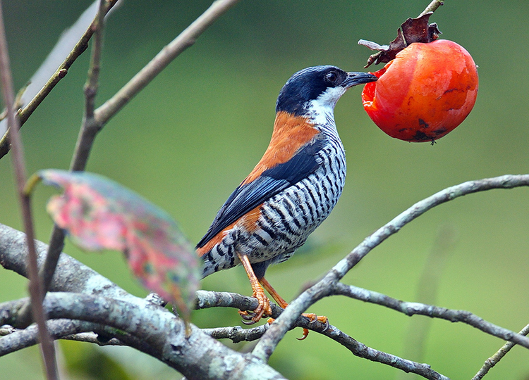 Giat minh cach nghien thuc an ky la cua loai chim khong rang-Hinh-5