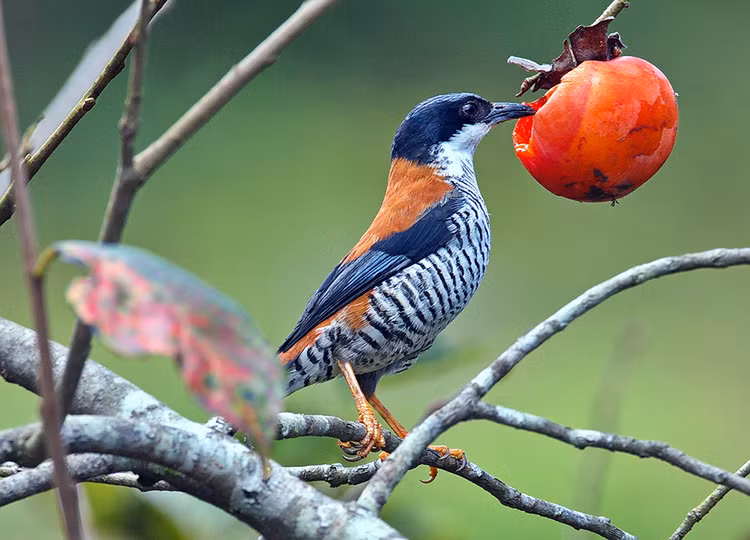 Giat minh cach nghien thuc an ky la cua loai chim khong rang-Hinh-5