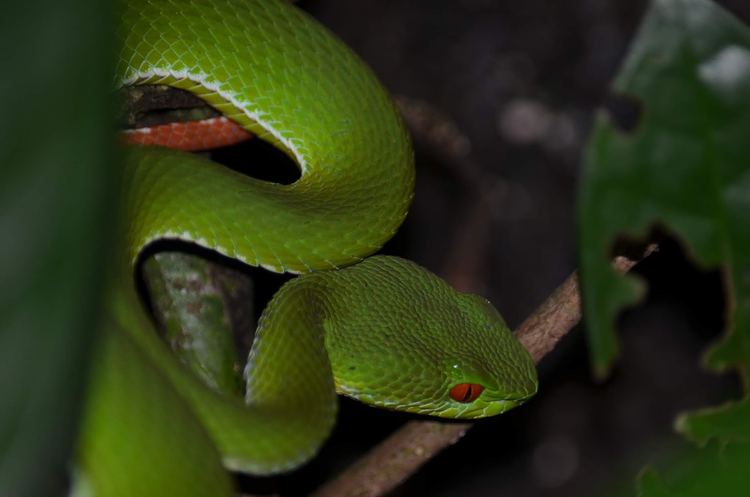 Ky la loai ran luc co doi mat do ruc o Viet Nam-Hinh-4