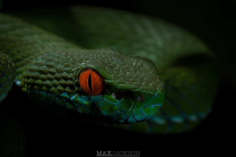 Ky la loai ran luc co doi mat do ruc o Viet Nam-Hinh-8