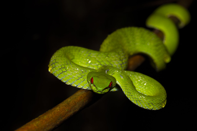 Ky la loai ran luc co doi mat do ruc o Viet Nam-Hinh-7