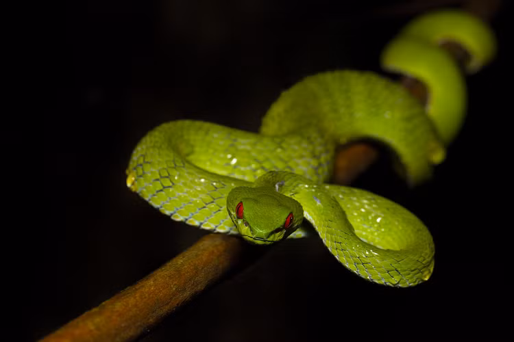 Ky la loai ran luc co doi mat do ruc o Viet Nam-Hinh-7