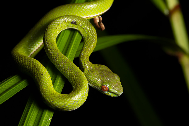 Ky la loai ran luc co doi mat do ruc o Viet Nam-Hinh-6