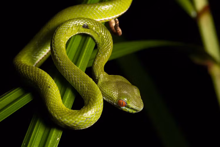 Ky la loai ran luc co doi mat do ruc o Viet Nam-Hinh-6