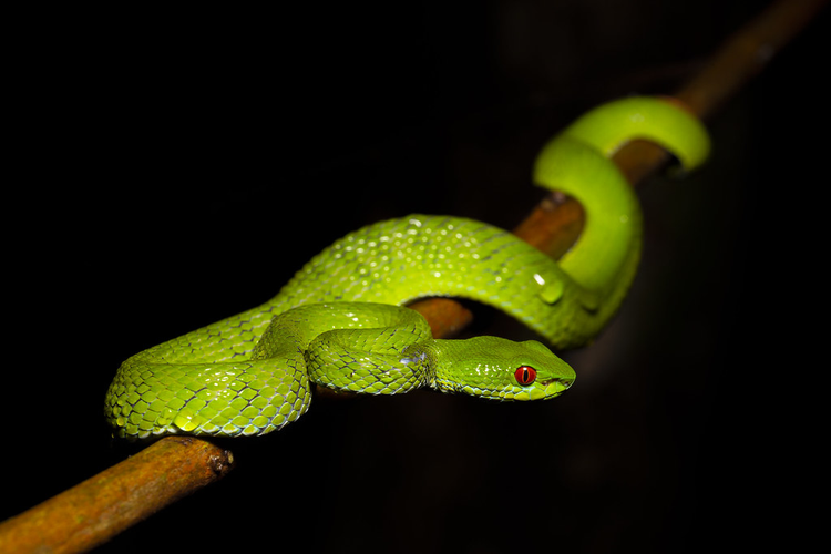 Ky la loai ran luc co doi mat do ruc o Viet Nam-Hinh-3