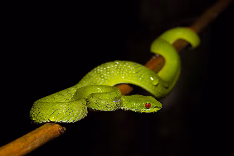 Ky la loai ran luc co doi mat do ruc o Viet Nam-Hinh-3