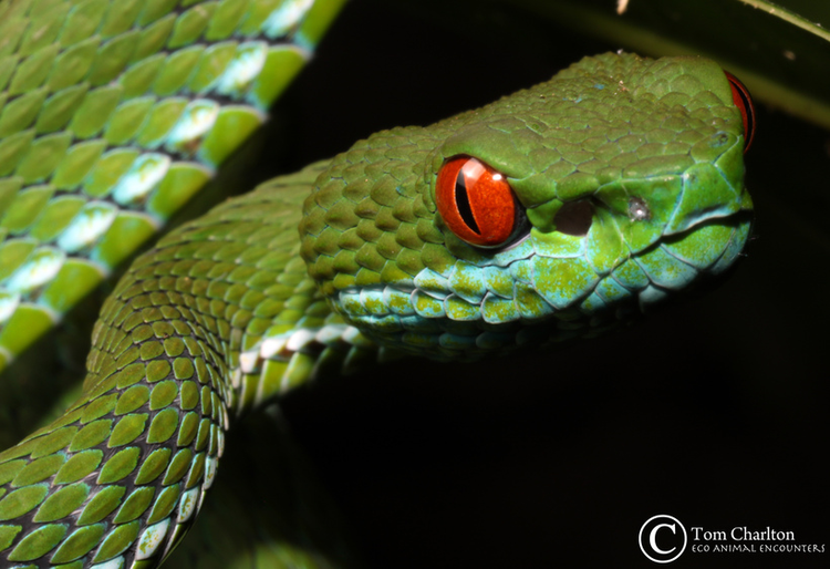 Ky la loai ran luc co doi mat do ruc o Viet Nam