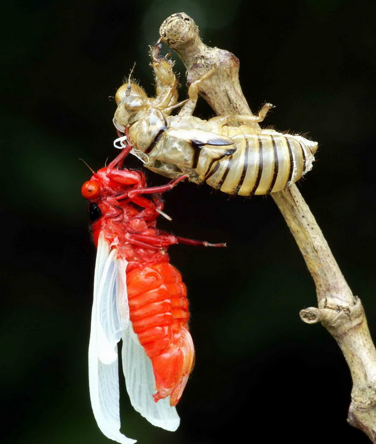 La lung loai ve sau thoat xac 'doi trang thanh den' o Viet Nam-Hinh-2