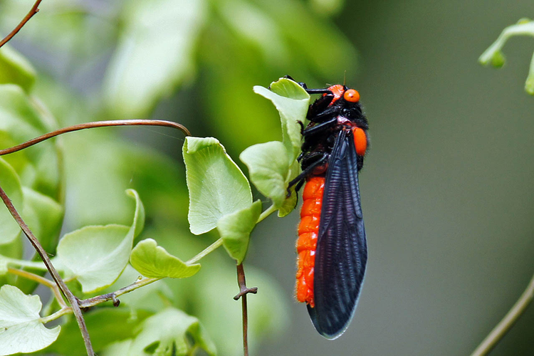 La lung loai ve sau thoat xac 'doi trang thanh den' o Viet Nam-Hinh-5