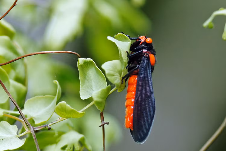 La lung loai ve sau thoat xac 'doi trang thanh den' o Viet Nam-Hinh-5