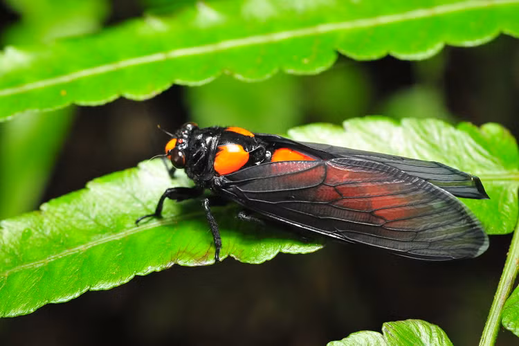 La lung loai ve sau thoat xac 'doi trang thanh den' o Viet Nam-Hinh-7