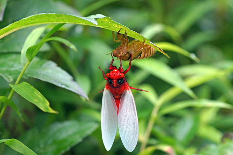 La lung loai ve sau thoat xac 'doi trang thanh den' o Viet Nam-Hinh-8