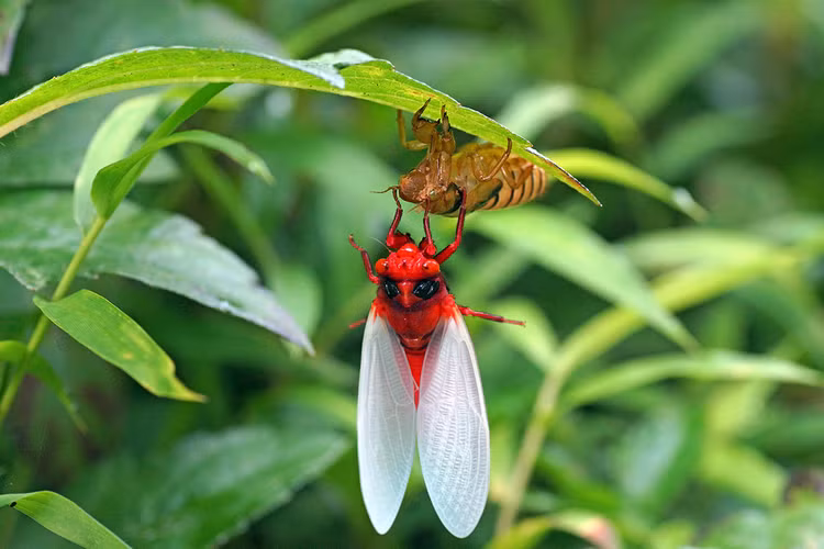 La lung loai ve sau thoat xac 'doi trang thanh den' o Viet Nam-Hinh-8