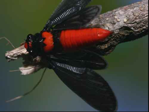 La lung loai ve sau thoat xac 'doi trang thanh den' o Viet Nam